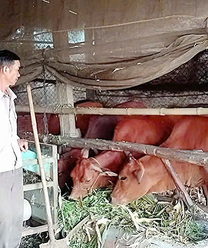 Hội Nông dân xã Bình Hòa - Phát triển Mô hình chăn nuôi bò sinh sản từ nguồn vốn vay Ngân hàng Chính sách xã hội Huyện Krông Ana.